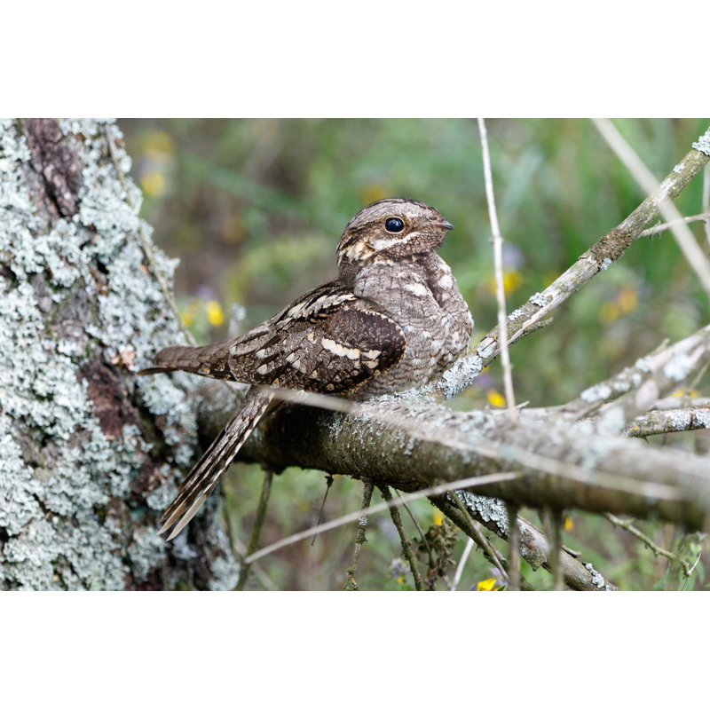 " European Nightjar " by Vassiliy Vishnevskiy, 8" H x 12" W