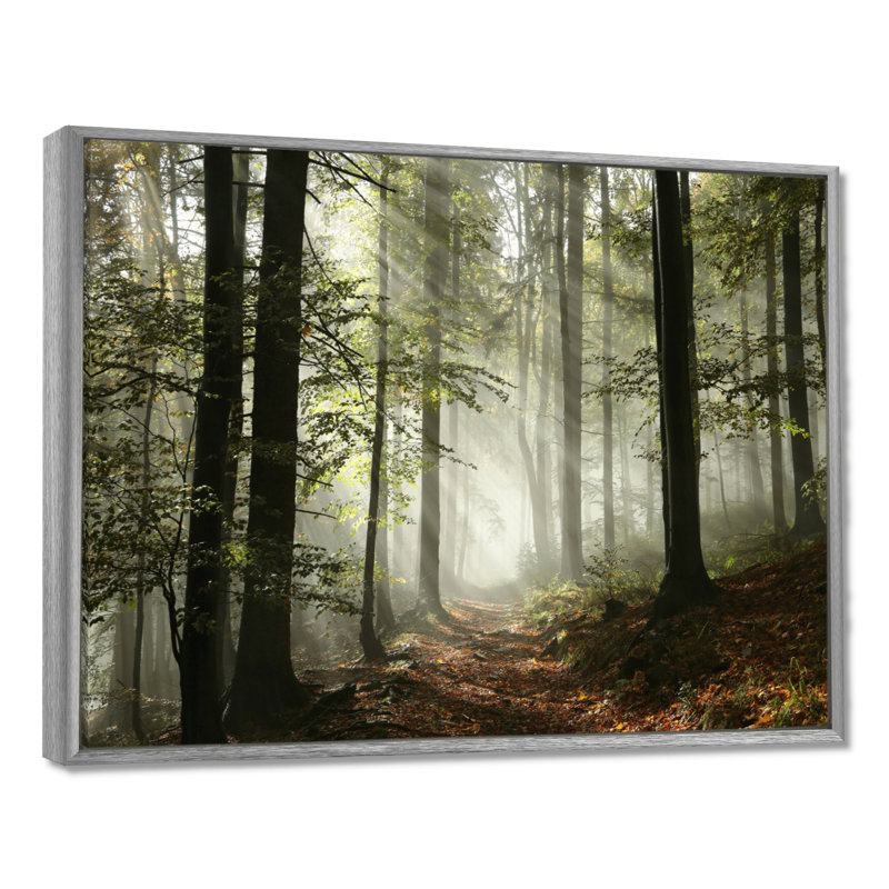 Lumière dans une forêt d'automne dense avec brouillard, œuvre d'art, H 12 po x l 20 po, Reproduction avec cadre flottant