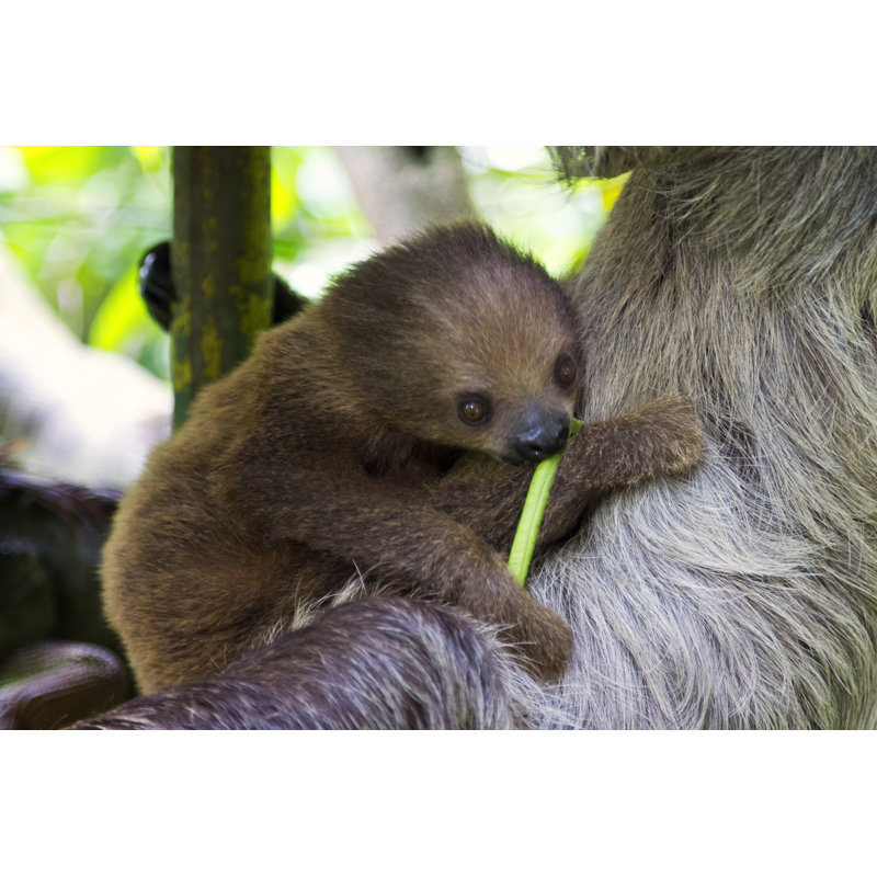 «Baby Sloth» par Danefromspain - Photographie sur toile tendue, H 8 po x l 12 po