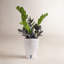 Raven ZZ Plant in Planter
