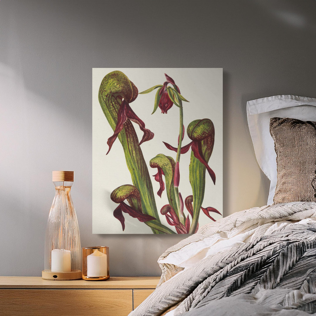 Vintage Pitcher Plant Botanical Canvas Wall Art, Dark Academia Nature Print, Carnivorous Plant Decor for Plant Lovers Gift