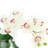 Orchid and Philodendron Arrangement