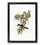 Northern Cuckooshrike by Elizabeth Gould - Framed Print-55577074-55577079