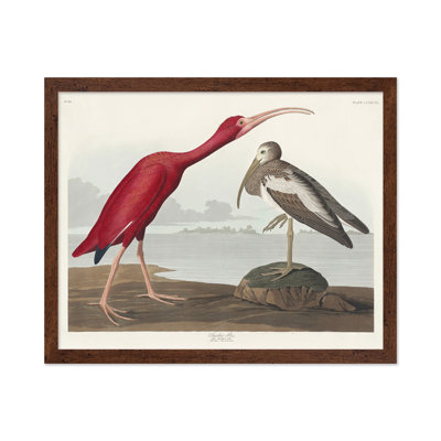 John James Audubon - Écarlate