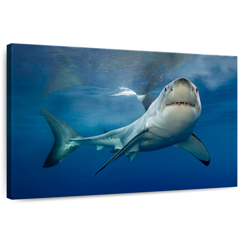 Brampt Shark Pursuit, 32" H x 48" W