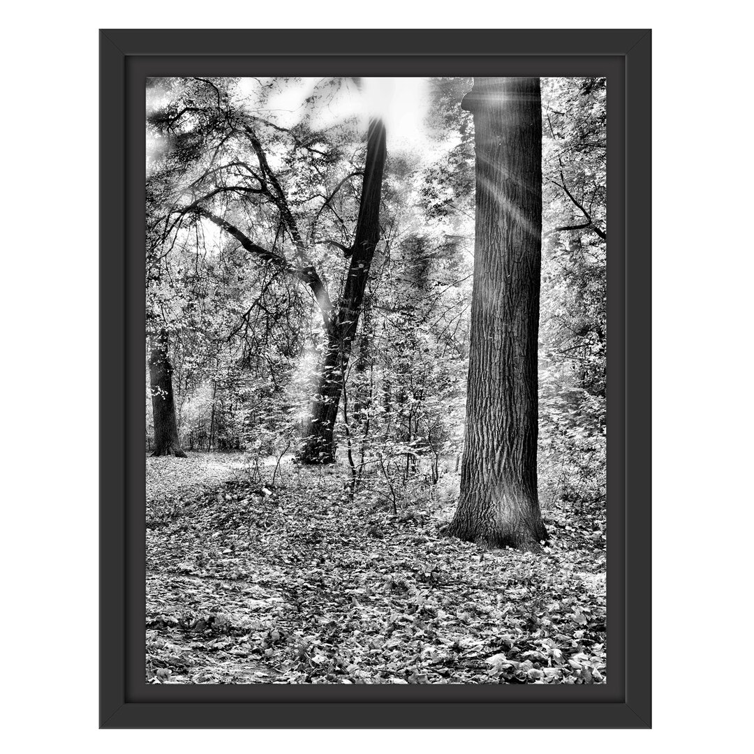 Gerahmtes Wandbild Sonnenstrahlen auf Waldlichtung