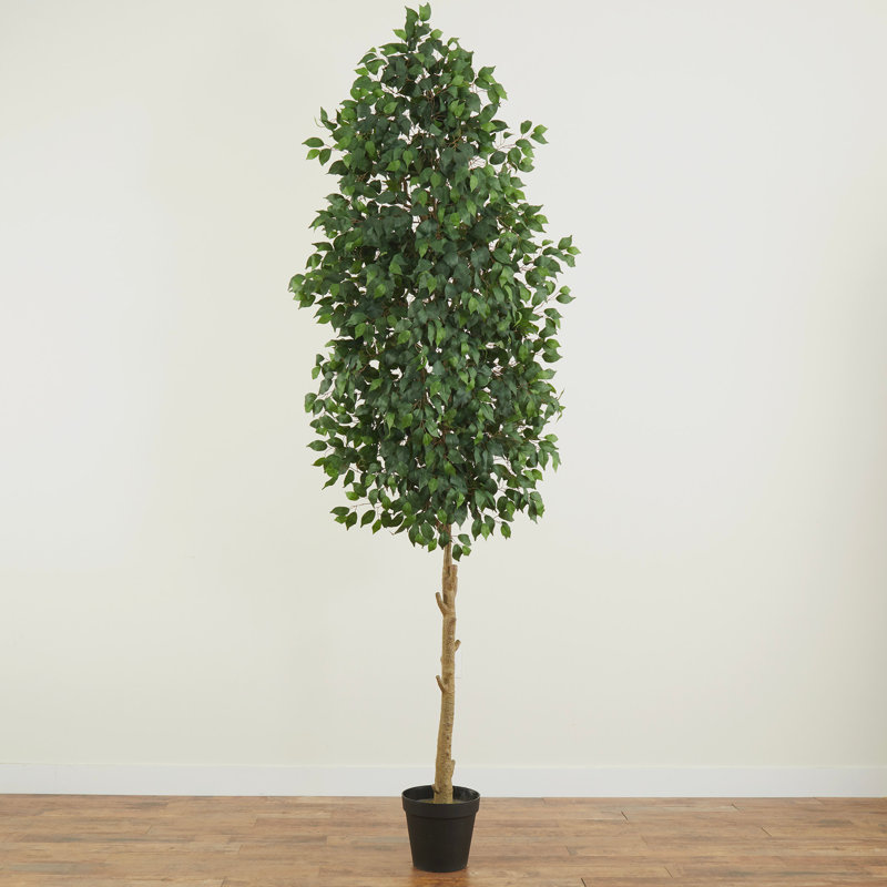 Ficus en pot 120 po en pot