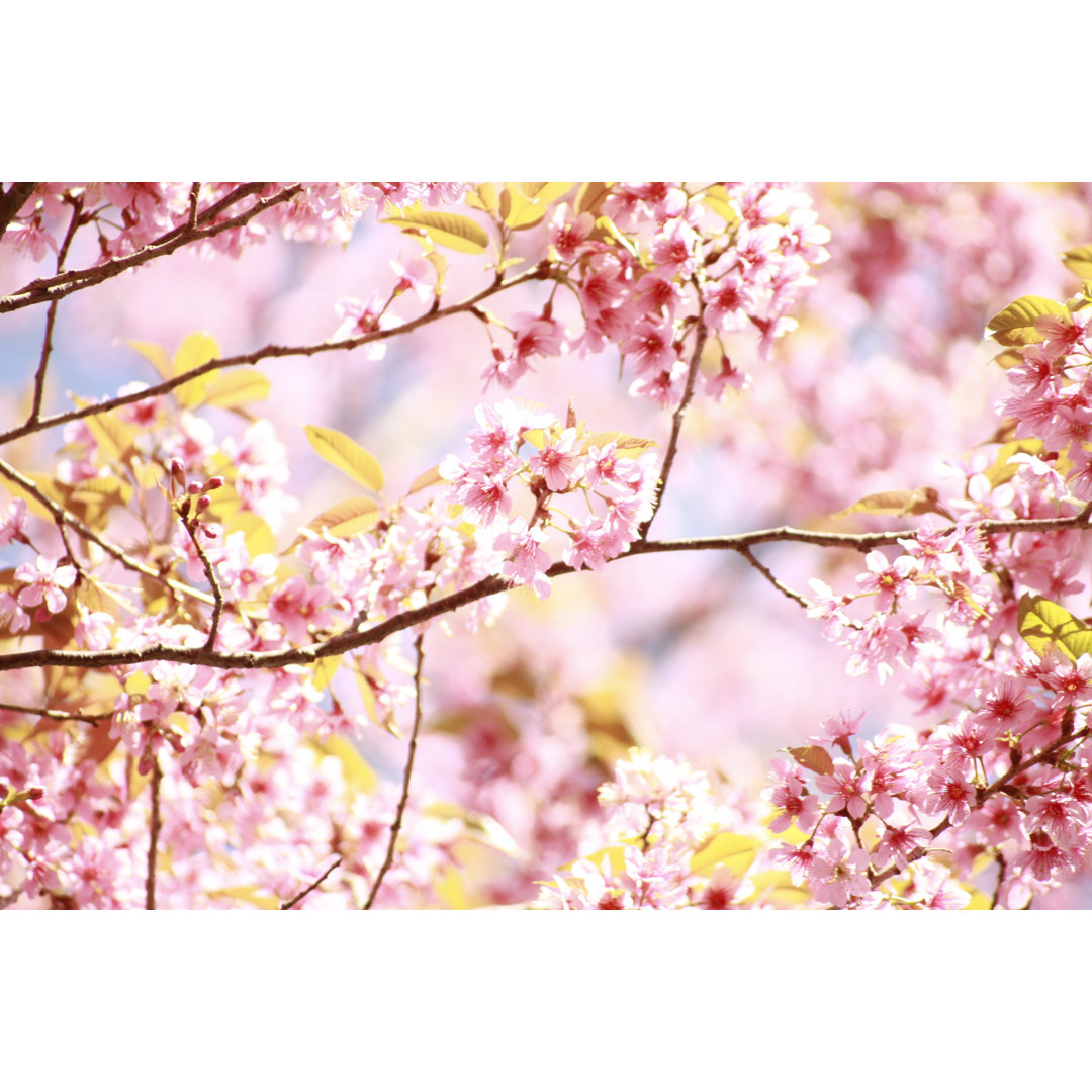 Kirschblüte - Kunstdrucke auf Leinwand ohne Rahmen