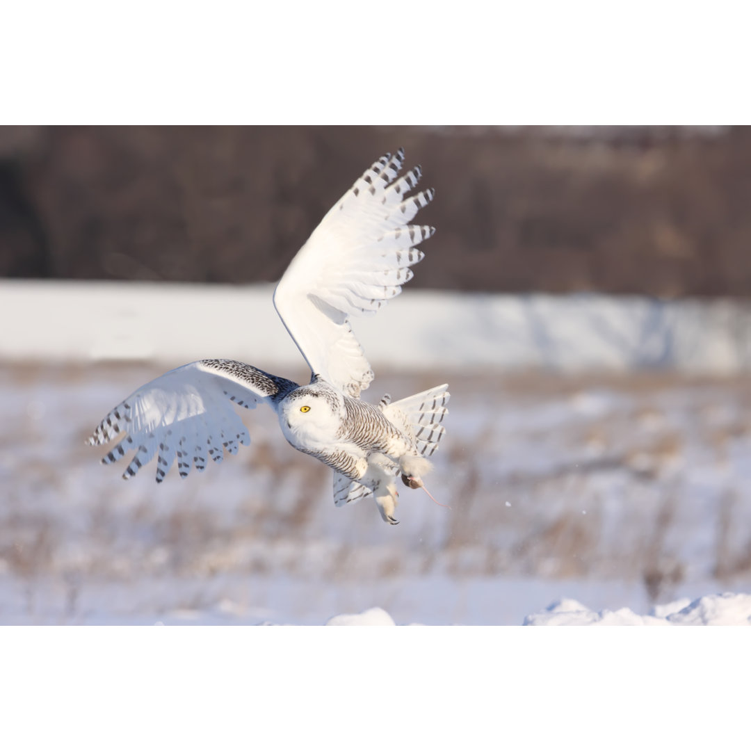 Schnee-Eule von Rpbirdman - Drucken