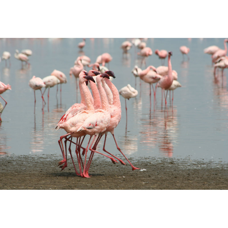 Flamants dansant dans le lac - Photographie sur toile tendue, L 18 po x H 12 po