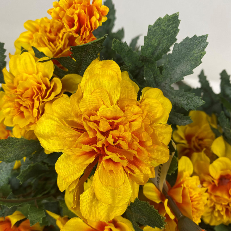 Marigold Bush, Or