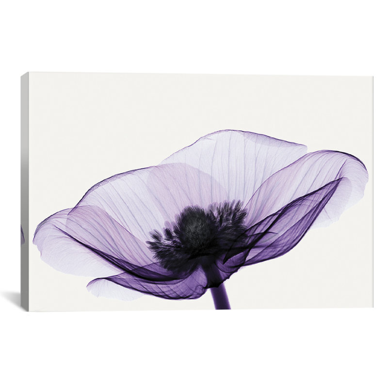 «Anemone II» par Robert Coop - Estampe numérique sur toile tendue avec châssis, H 12 po x l 18 po x p 1,5 po