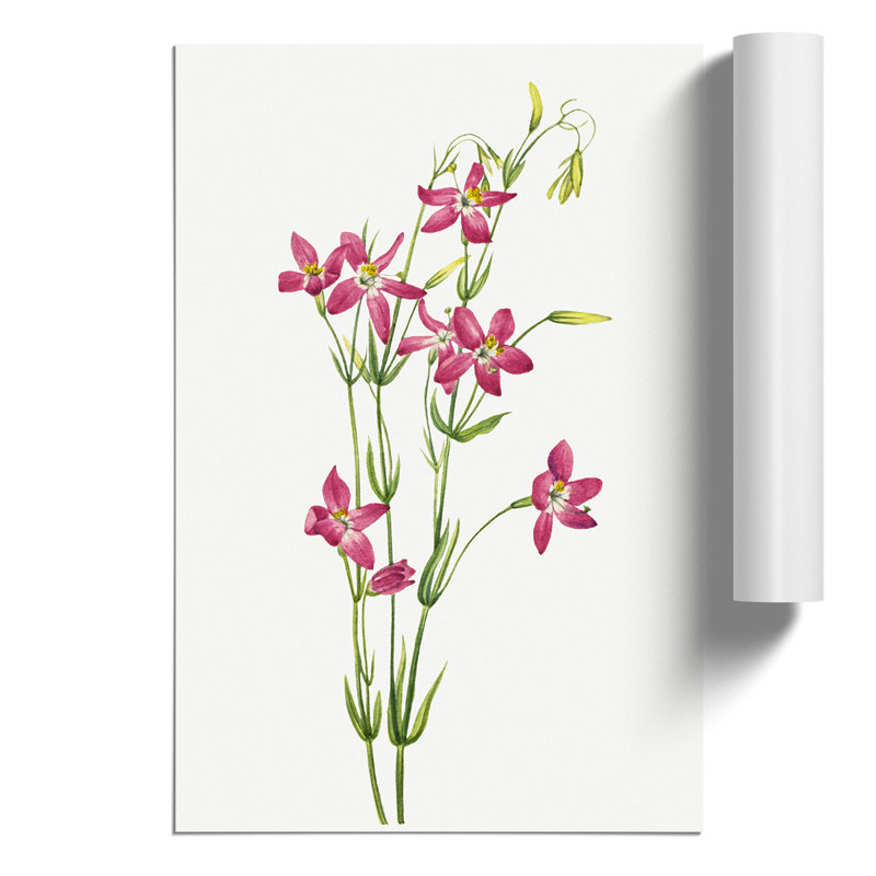 Centaurium by Mary Vaux Walcott - Frameless Print, 30cm H x 21cm W x 0.1cm D