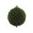 36" Double Boxwood Topiary in Pot
