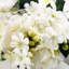 Agencement de rose et de fleurs mélangées en vase-789043752