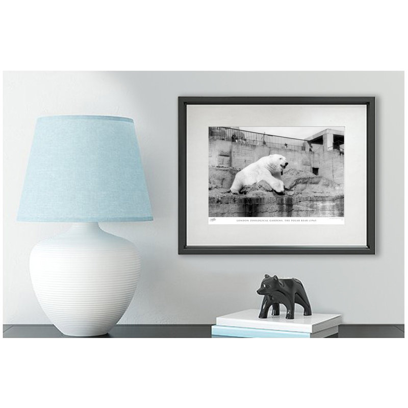 London Zoological Gardens, The Polar Bear C1965 by Francis Frith - Single Picture Frame Print, 60cm H x 80cm W x 2.3cm D
