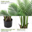 183cm Plant