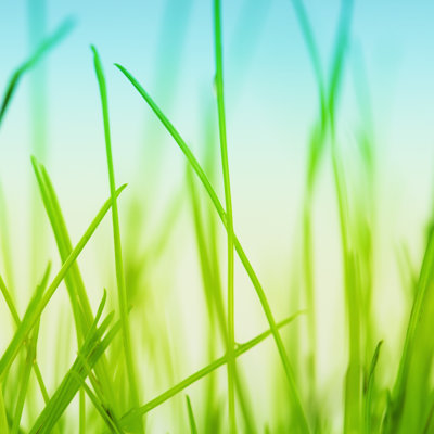 Grass by Loops7 - No Frame Art Prints on Canvas