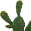 9,5 plantes