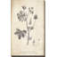 Conversations on Botany 7 - Peinture-1101680586-1079632244