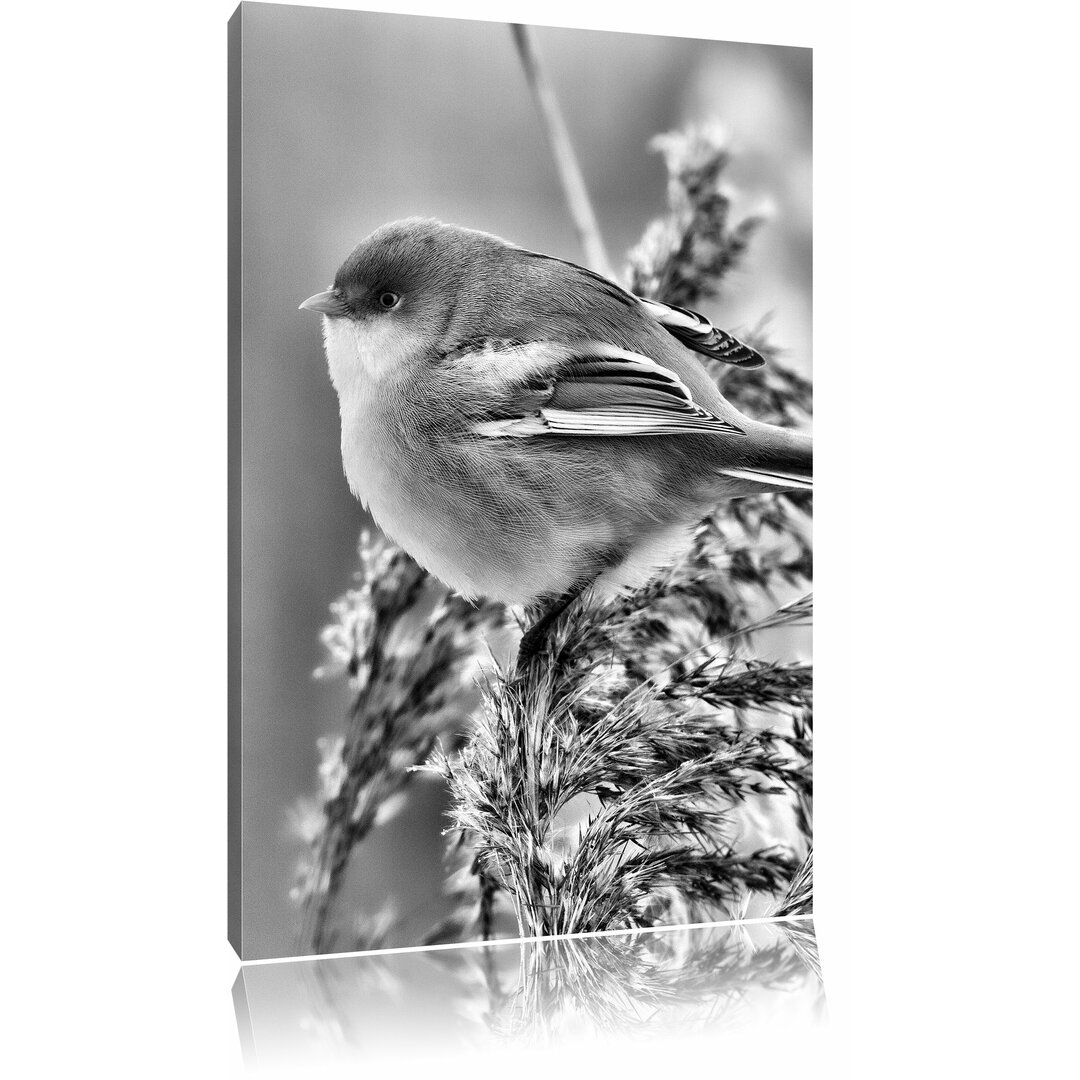 Leinwandbild Kleiner Vogel auf Weizen in Monochrom