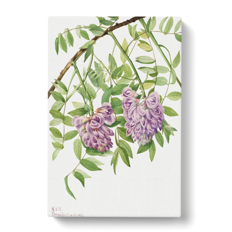 American Wisteria by Mary Vaux Walcott - Wrapped Canvas, 76cm H x 50cm W x 3cm D