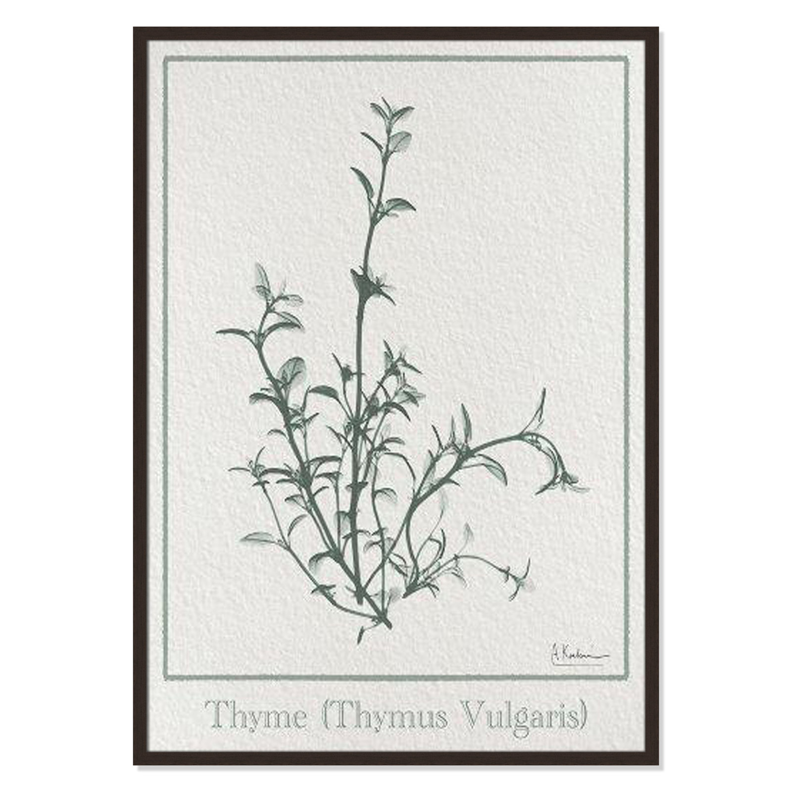 Jeanette "Thymus Vulgaris" Print, 41.5" H x 29.5" W x 1.25" D, Black Framed Paper
