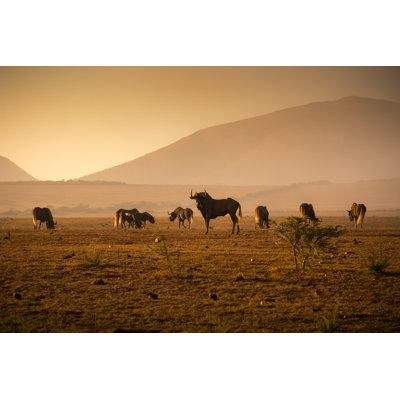 Wildebeest Grazing by Bradleyhebdon - Wrapped Canvas Print