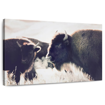 Brampt Buffalo Pasture