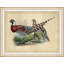 Pheasant Collection 5 Print