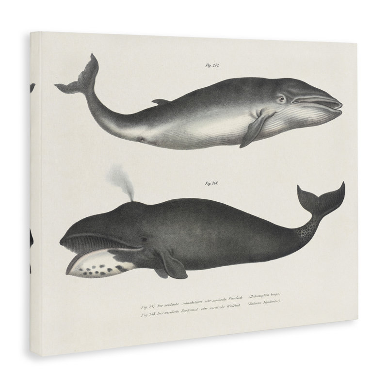 Vintage Whale Study Diagrams Canvas, design by Phillipa Katz, 36" H x 48" W