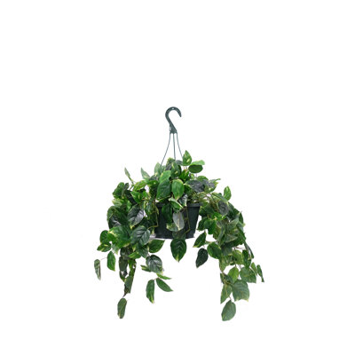 Plante de feuillage philo dans un panier