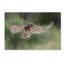 « hibou », reproduction de photo sur toile tendue-23537509