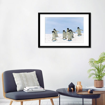 " Adelie Penguin Group Running, Antarctica "