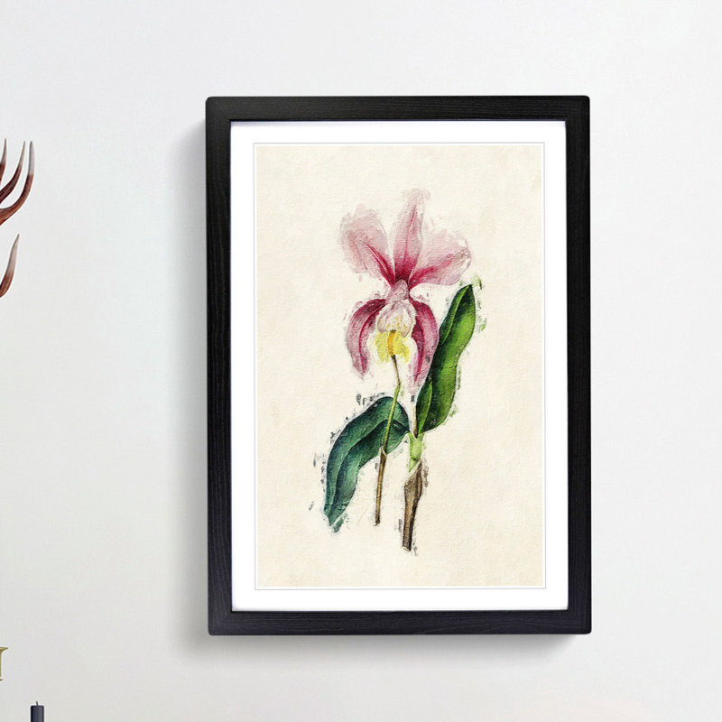 Illustration of a Pink Cattleya Orchid - Picture Frame Painting Print, Black Framed, 36cm H x 27cm W x 2cm D