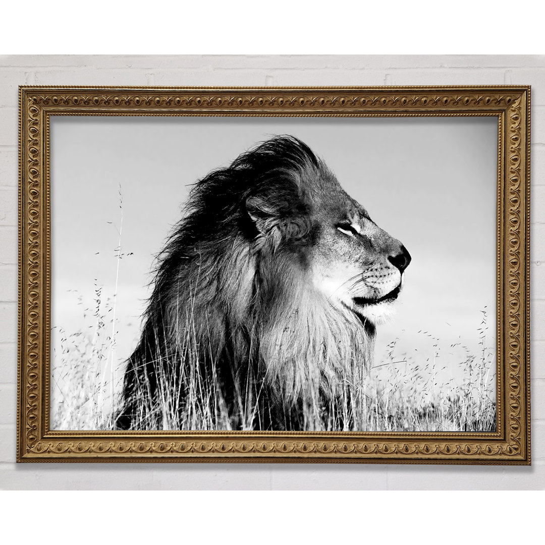 Lion On Watch Gold N Gold - Einzelner Bilderrahmen Kunstdrucke