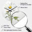 Horloge murale en forme de fleur blanche avec marguerites blanches Sublime Simplicity II-106199767