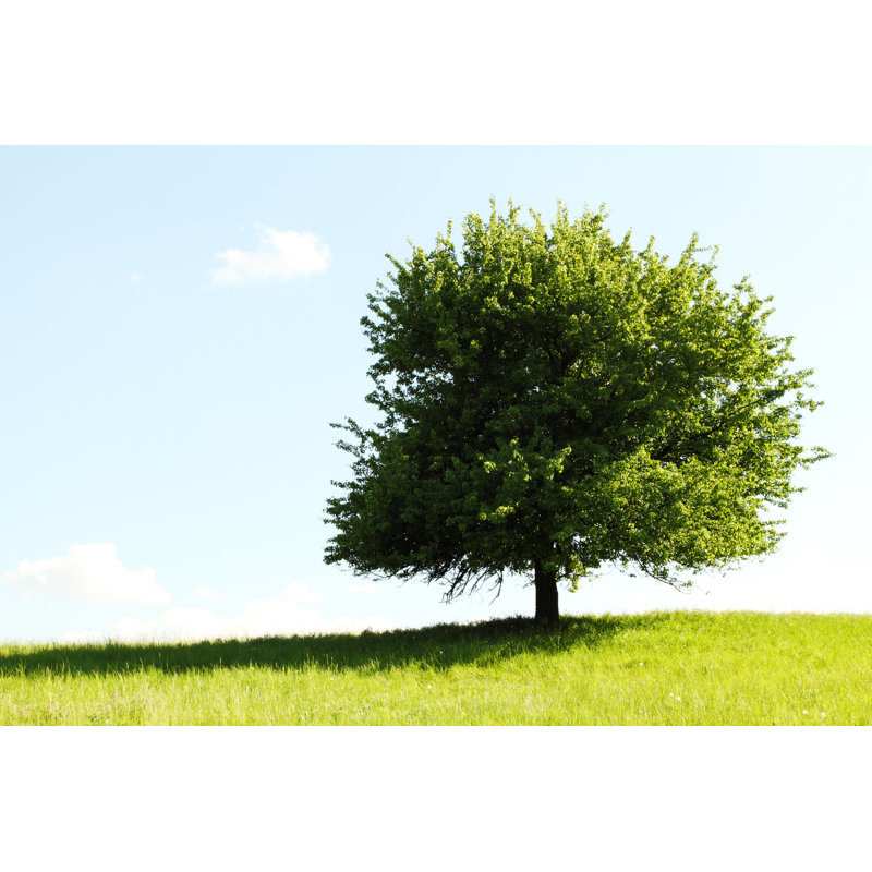 Tree On Green Field by Nneirda - Wrapped Canvas Print, 30cm H x 46cm W