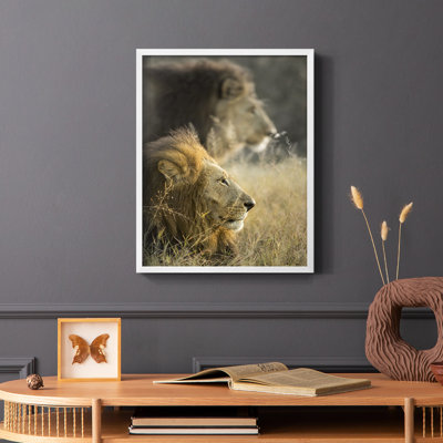 «Lions in Morning Sun», reproduction encadrée - bois massif