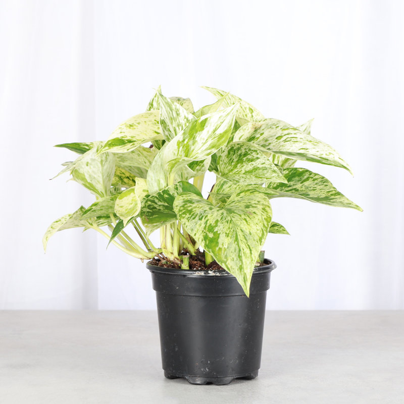 Live Marble Queen Pothos Plant, 6"" H X 4"" W X 4"" D