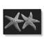 Two Starfish - Wrapped Canvas-56645098