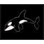 Silly Orca Print by Adam Mowery-75812752-75812756