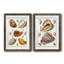 Collection de coquillages III - ensemble de 2 impressions encadrées-2132045946-2132045944-2132273732