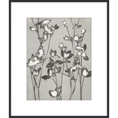 Lucent Botanicals 7 Print by Darrell Kincer