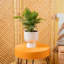 Parlor Palm Tree in Ceramic Planter