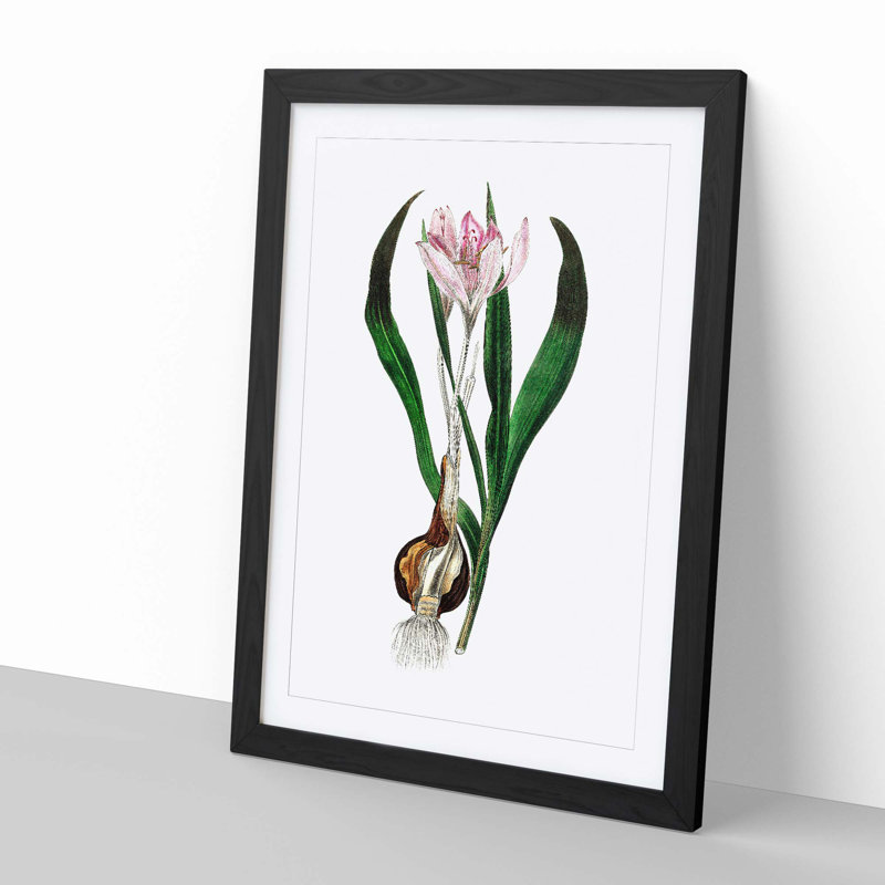 Autumn Crocus Flowers Illustration - Framed Print, 33cm H x 24cm W x 2cm D, Black Framed