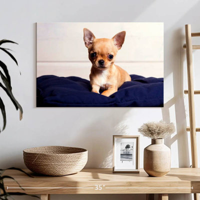 Crowle Teacup Chihuahua