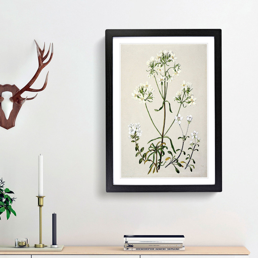 Gentiana Flowers by Sarah Featon - Picture Frame Painting Print