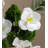 Mixed Assortment Arrangement