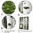 White Green Birch Tree Whispers III - Tree Birch Large Wall Art-796442513-796442520